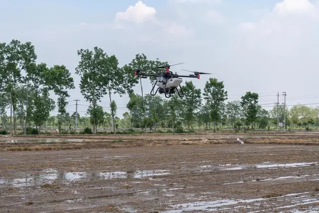 图片[1]-Drone spraying boosts high yield of rapeseed